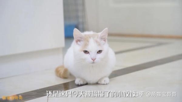 元宵的洗澡不怎么反抗