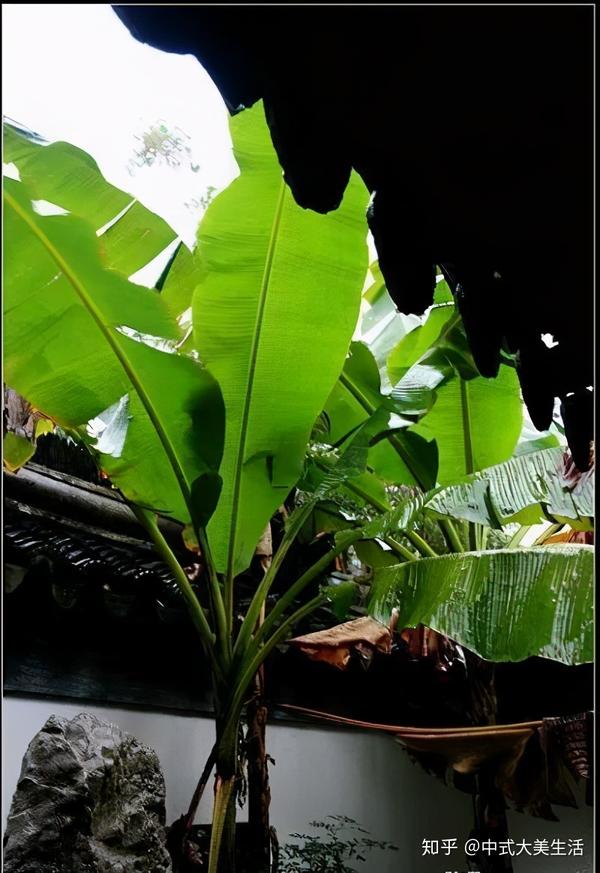 听!"雨打芭蕉"的三重情境