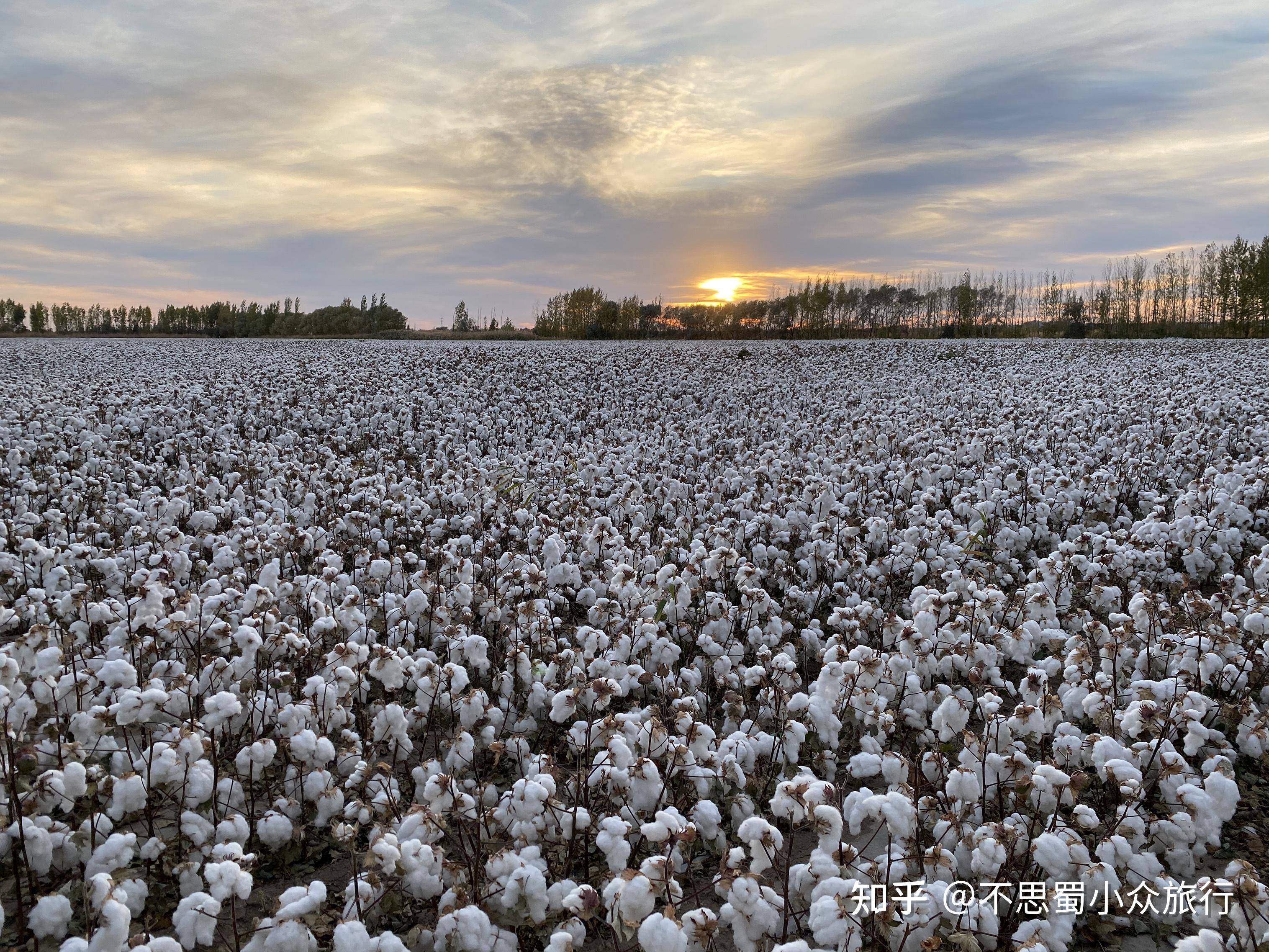 你有见过新疆棉花的样子吗真实的棉花田究竟是什么景象