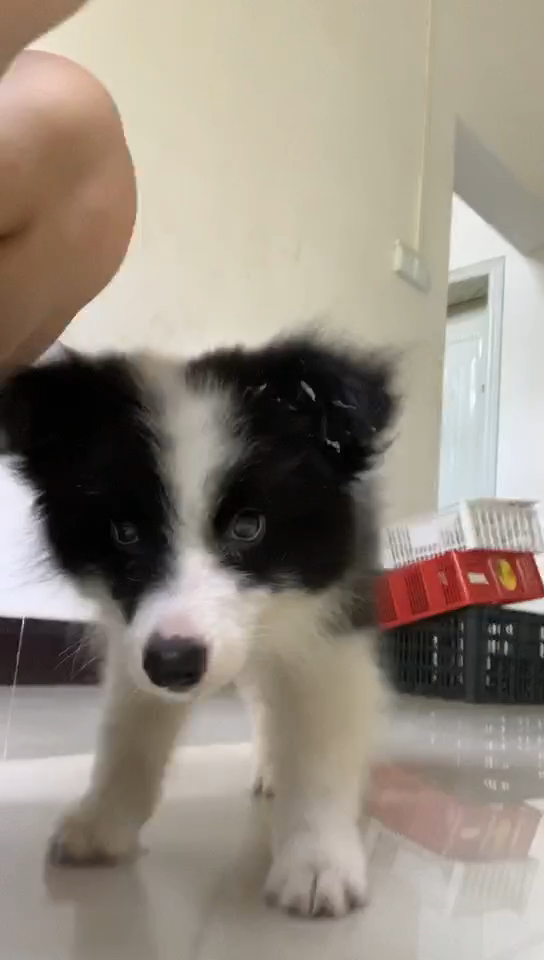 这边牧是串串吗,还是土狗?