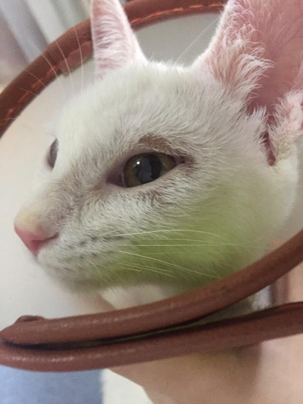 在猫咪发炎的眼睛周围是猫癣吗?