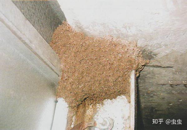 台湾乳白蚁排泄物堆积在墙角处,但其巢修筑在地下