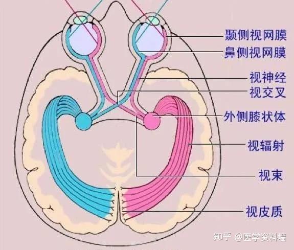 组成:视神经