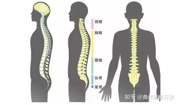 【典传筋骨开发】有的人看起来"前凸后翘"其实是『骨盆/脊柱倾斜』了