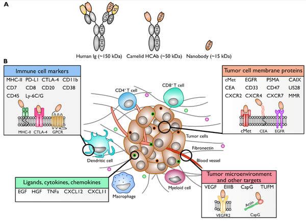 常见的肿瘤微环境纳米抗体开发靶点(文献3)