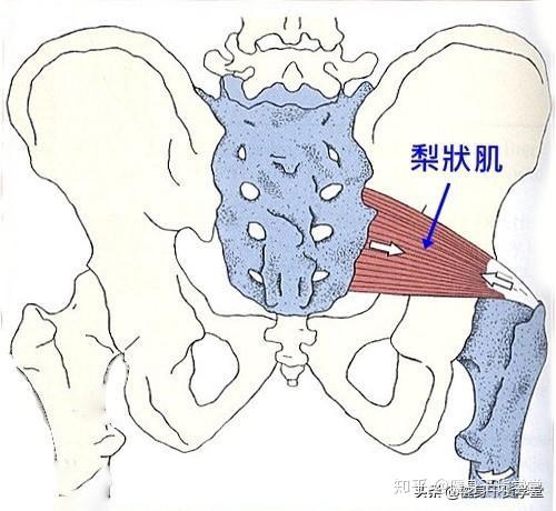 梨状肌属臀肌中较小的肌肉,位于臀区中部,位置较深.