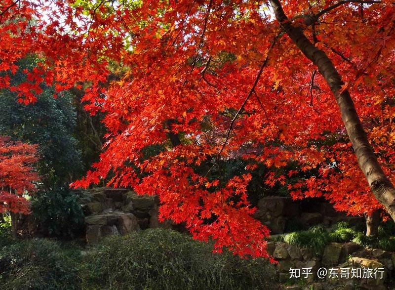 上海人看红叶不用去北京香山市区里面这几处赏枫地才是你的首选