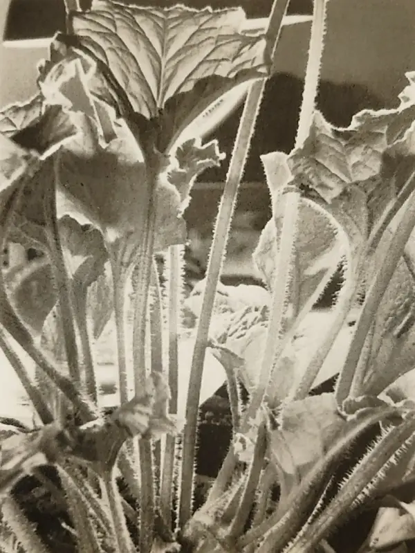 《叶子》(leaves),1929年,明胶银盐印相工艺,拉迪斯拉夫·贝尔卡