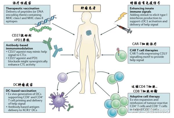 辅助性th1cd4t细胞在肿瘤免疫治疗中的作用