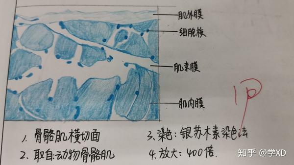 骨骼肌横切面(铁苏木素染色法,写错了不好意思)