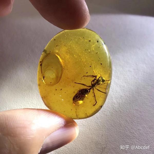 如何评价科学家首次发现来自约 1 亿年前的蛇琥珀?