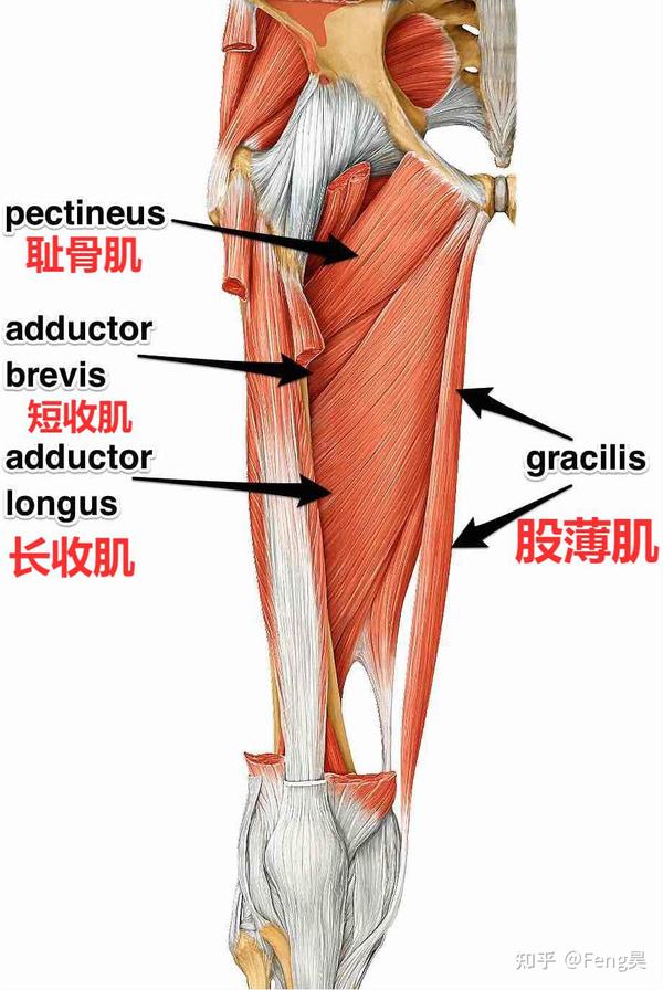 常见疼痛第八期髋关节解剖