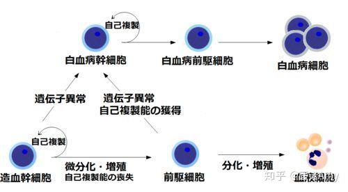 众所周知,造血干细胞可自我复制,也可分化,增殖成前驱细胞,但分化成