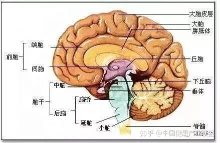 分析了一系列 动物的大脑