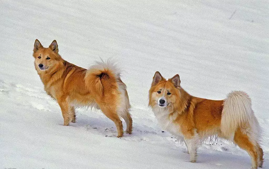 每日一宠冰岛牧羊犬