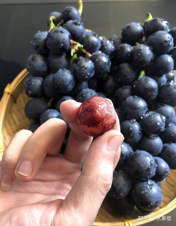 【第23篇】云南黑蜜葡萄 · 那是儿时向往的夏天.