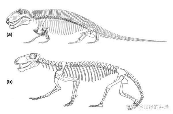 楔齿龙(a)和巴莫鳄(b)骨骼复原图.
