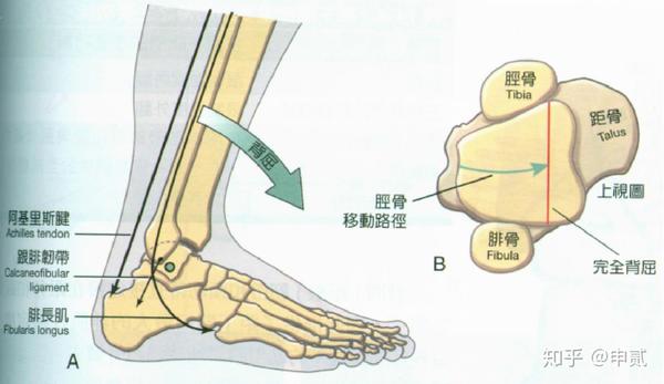 旋前 旋后 ankle joint 踝关节(距小腿关节)