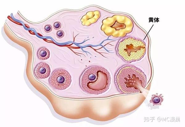 我们先来了解一下什么是黄体.