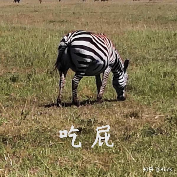 圆圆的斑马~我们是8月份去肯尼亚观光的,草原上好多斑马肚子鼓鼓的圆