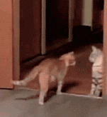 搞笑动态图动物篇