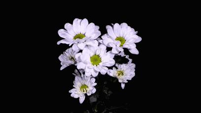 雏菊花丝珠宝,是这样诞生的(此为gif动图,点开图片可看到动态)