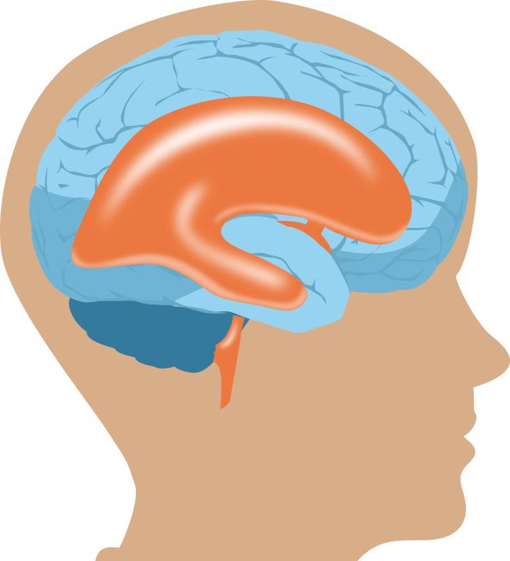 经中脑导水管流到第四脑室,再经第四脑室的正中孔和外侧孔汇入基底池