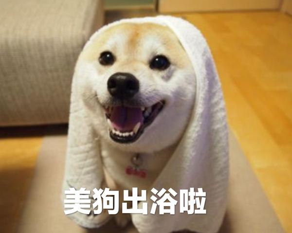 能把你手机里的柴柴表情包都交出来吗?