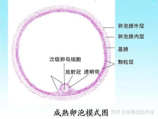 我们先来看一下卵泡的结构:所谓空卵泡就是指卵泡液里没有卵子,就像