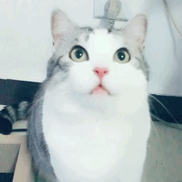 打call猫咪gif,打call猫gif 打call尬聊买橘子 2017哪些流行语占领了你的表情包?