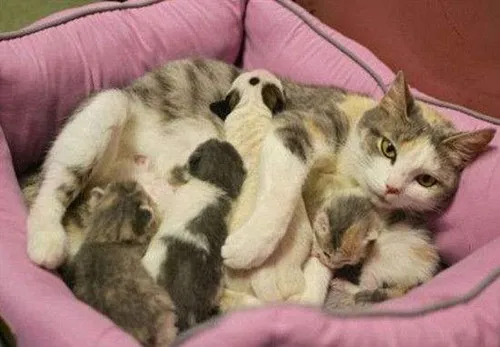 猫妈妈生完宝宝后要怎么护理母猫的产后护理