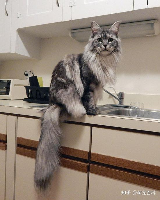 缅因猫是大型的猫咪,所以价格相对来说是比较高的,一般在8000-15000元
