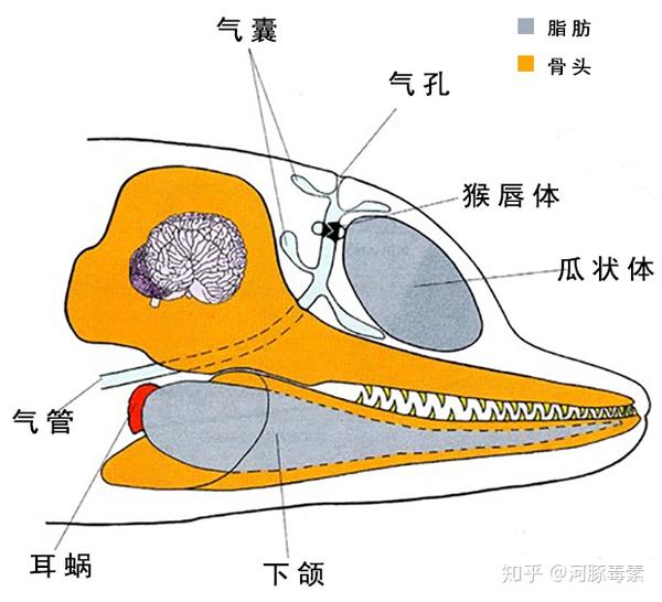 海豚发声机制神奇的声呐系统