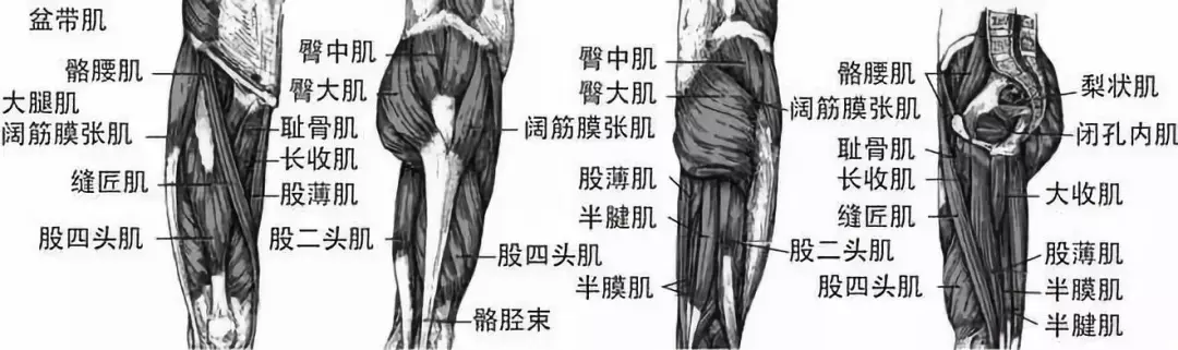 所以核心训练并不单单只是指腰腹肌的锻炼,背部,大腿等部位的肌肉也