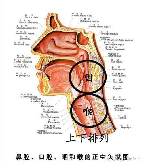 总觉得自己唱歌发声位置和说话时的发声不一样?