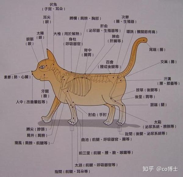 狗狗身体部位图 万图壁纸网