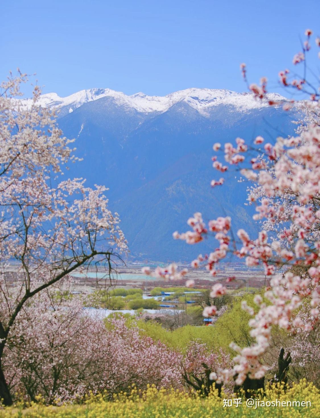 西藏旅行小江南林芝桃花节