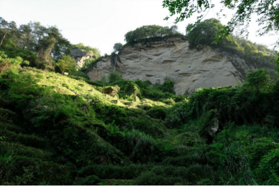 东方六禾武夷岩茶山场说独占鳌头牛栏坑的不可思议