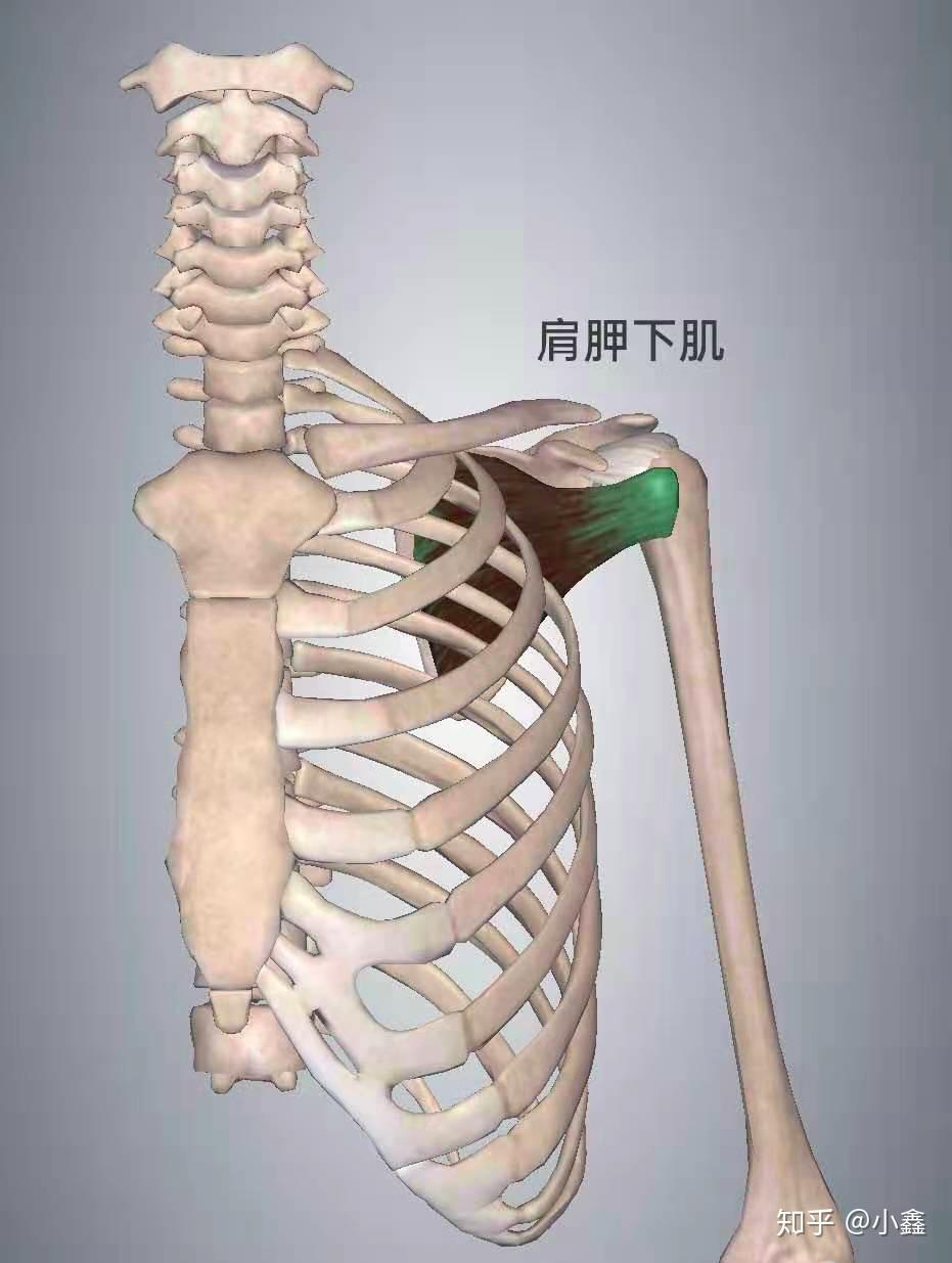 冈下肌和肩胛下肌上边缘之间的空间被称为肩袖间隙.