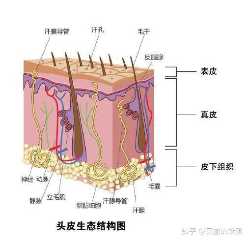 1,皮肤的组成     皮肤的层次