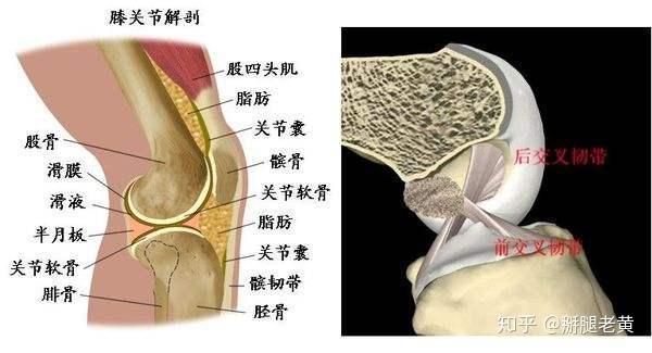 连接大腿骨(股骨)与小腿骨(胫骨)的关节,从医学上主要包含了胫股关节