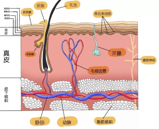 想要预防疤痕,去除疤痕,你得先知道疤痕是怎样形成的!