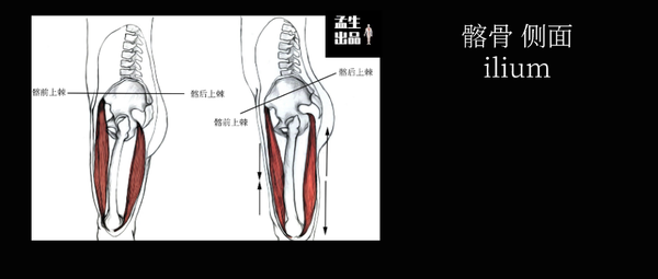 坐骨与坐骨的两种经典功能性疼痛