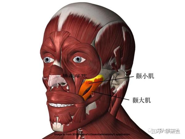 主要位于嘴角外侧20-50mm,口角水平线以下0-15mm,多数肌纤维起源于