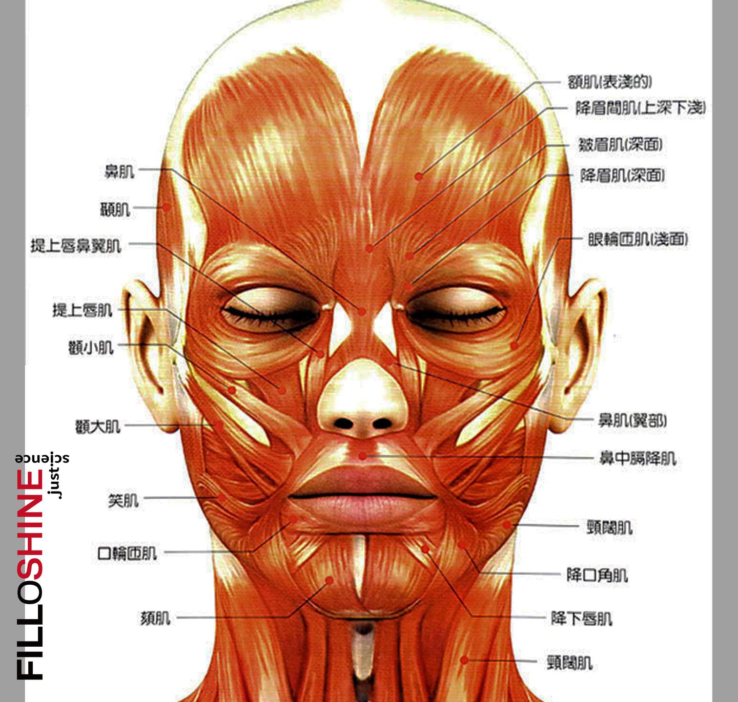 表情肌主要分布在头面部的孔裂周围