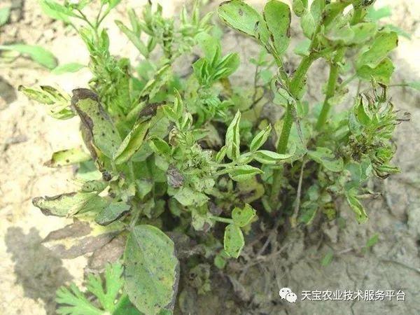 7,蚕豆病毒病该病表现:植株叶片为系统花叶,在幼叶被侵染初期出现明脉