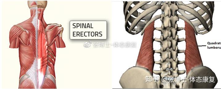 体态矫正通过松解拉伸强化训练腰方肌恢复骨盆平衡