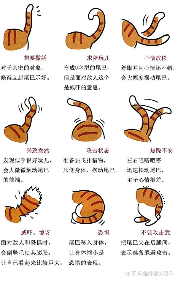 读懂猫的肢体语言了咩