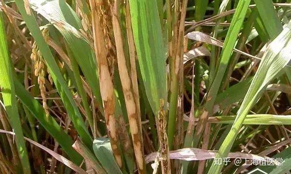 病虫害科普丨水稻纹枯病的危害与防治