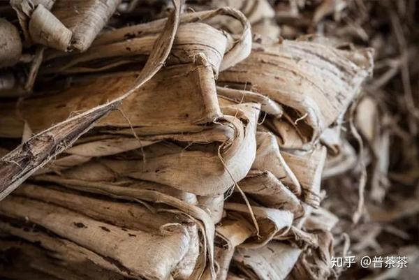 构树韧皮是高级造纸原料